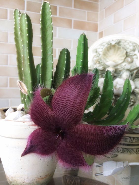 cacto orquídea vs flor de maio qual escolher