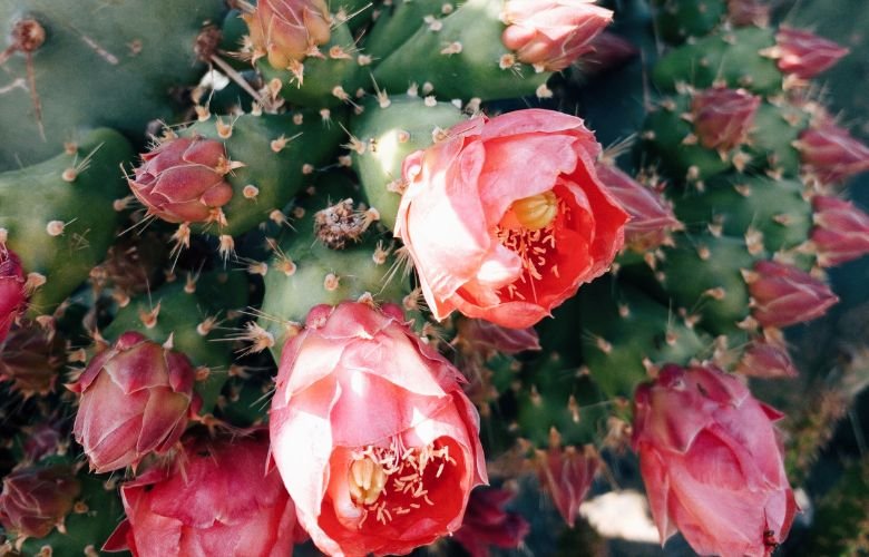 erros comuns ao tentar fazer cacto florir