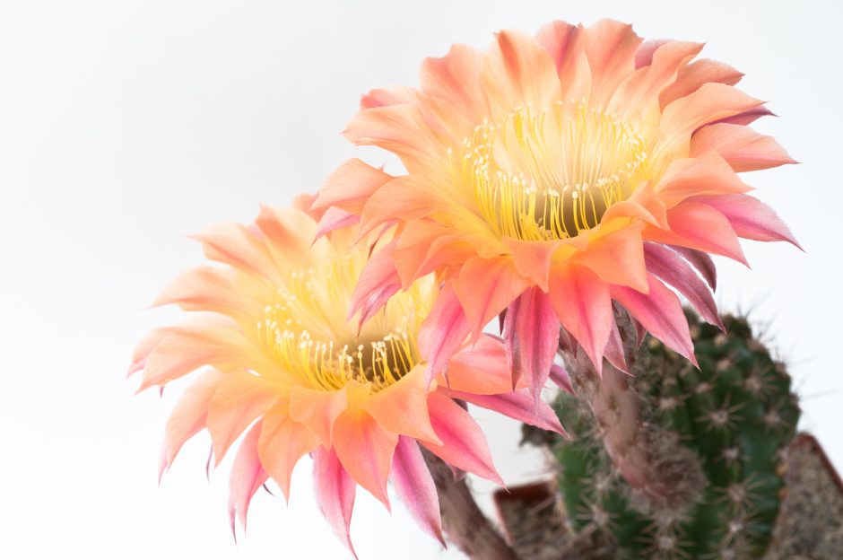 cacto orquídea vs flor de maio qual escolher