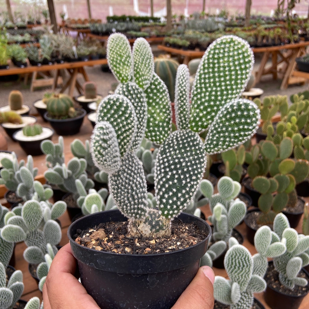 Opuntia microdasys