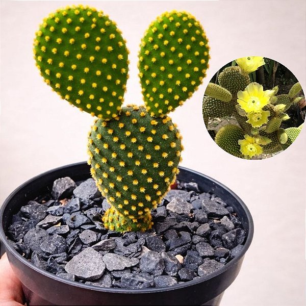 Bunny Ear Cactus