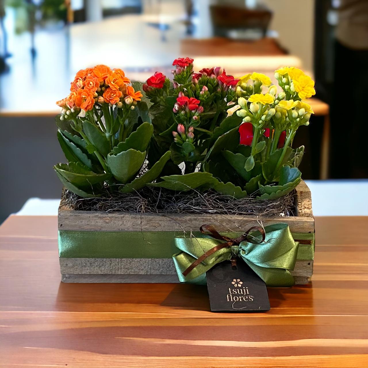 melhores calandivas para decorar casa