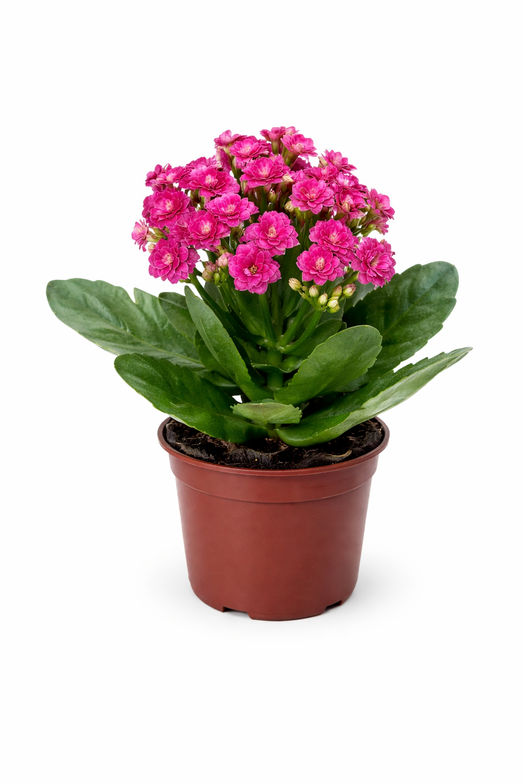 quanto custa uma planta calandiva