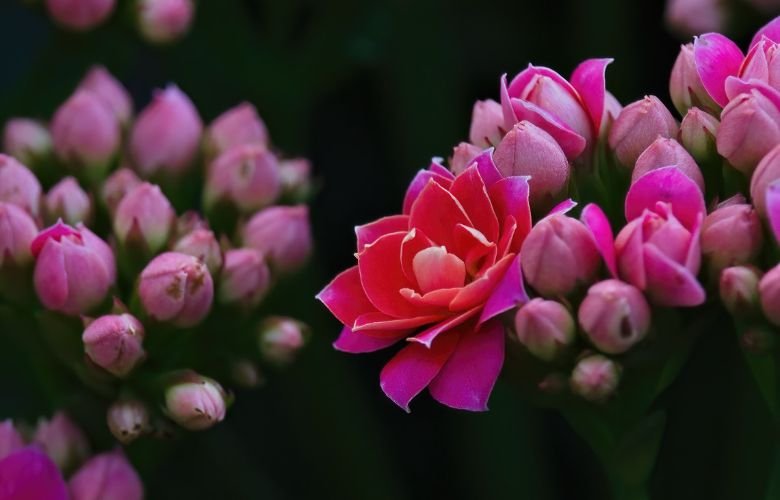 calandiva para presente de aniversário