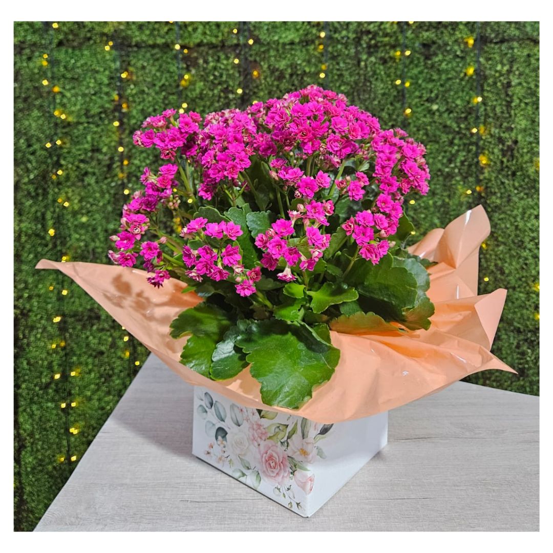 melhores calandivas para decorar casa