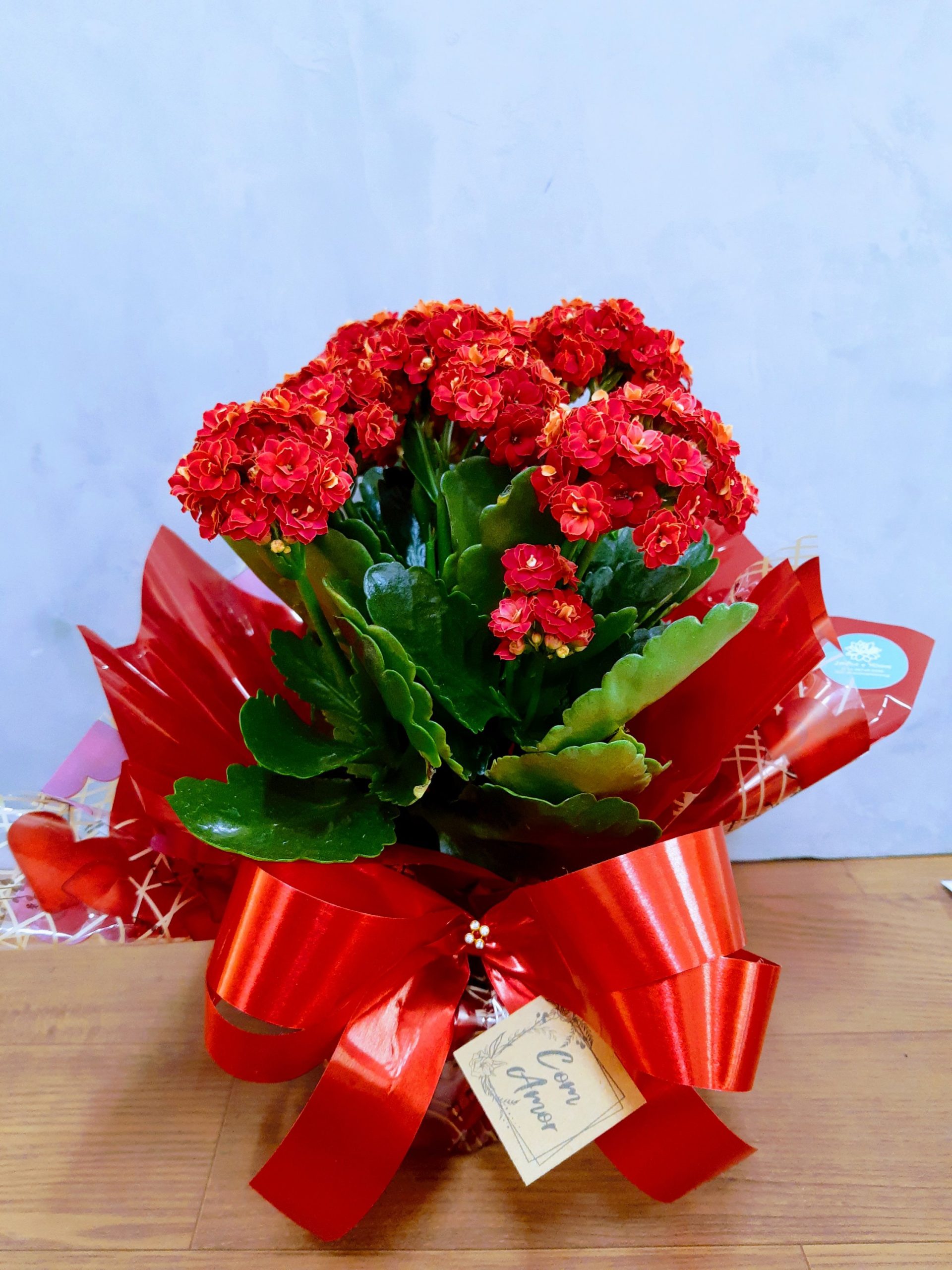 erros comuns ao cuidar de calandiva