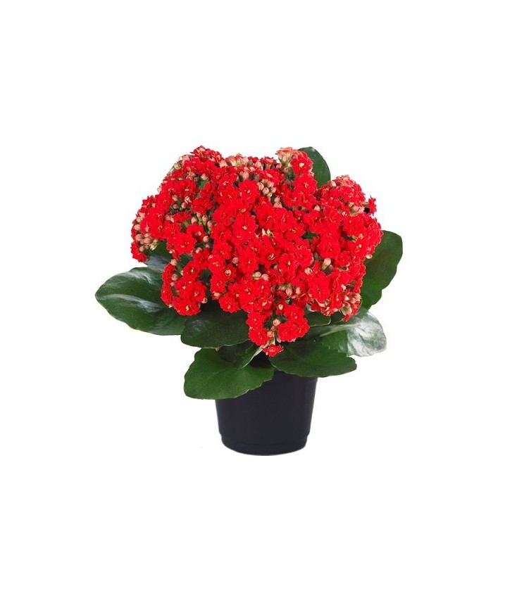 calandiva vs kalanchoe qual escolher