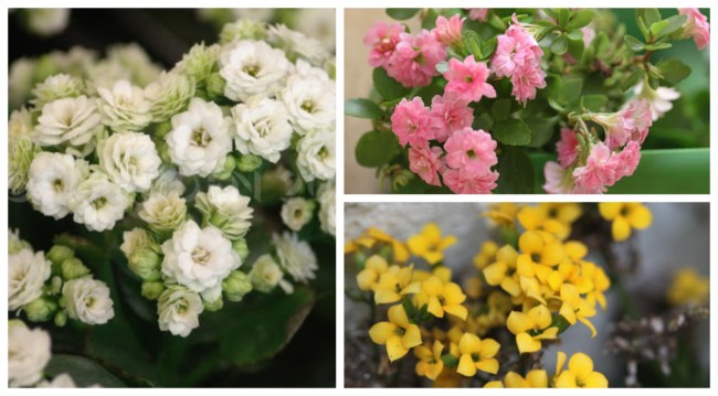 quanto custa uma planta calandiva