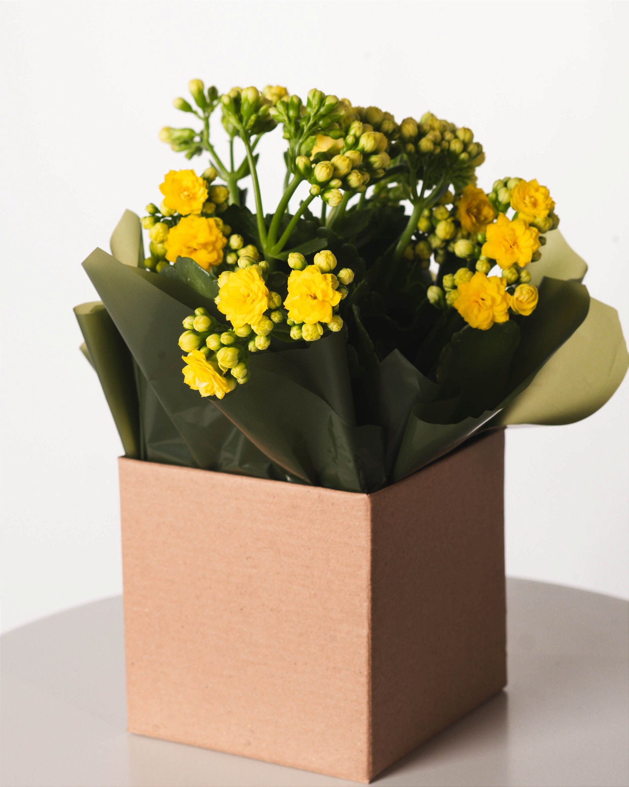 erros comuns ao cuidar de calandiva