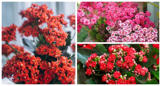 calandiva vs kalanchoe qual escolher