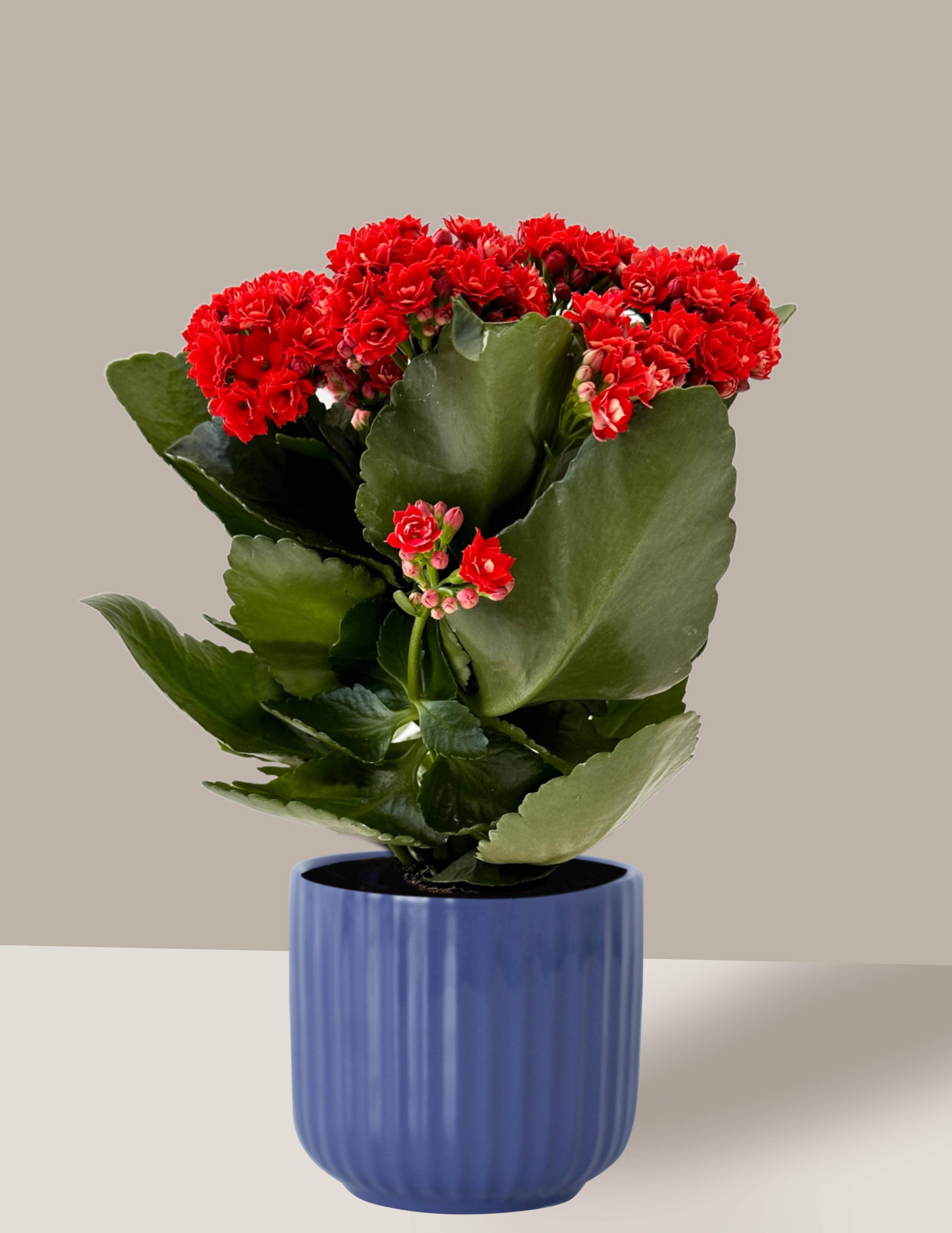 quanto custa uma planta calandiva