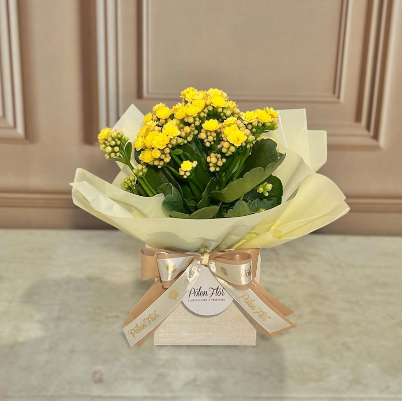 calandiva vs kalanchoe qual escolher