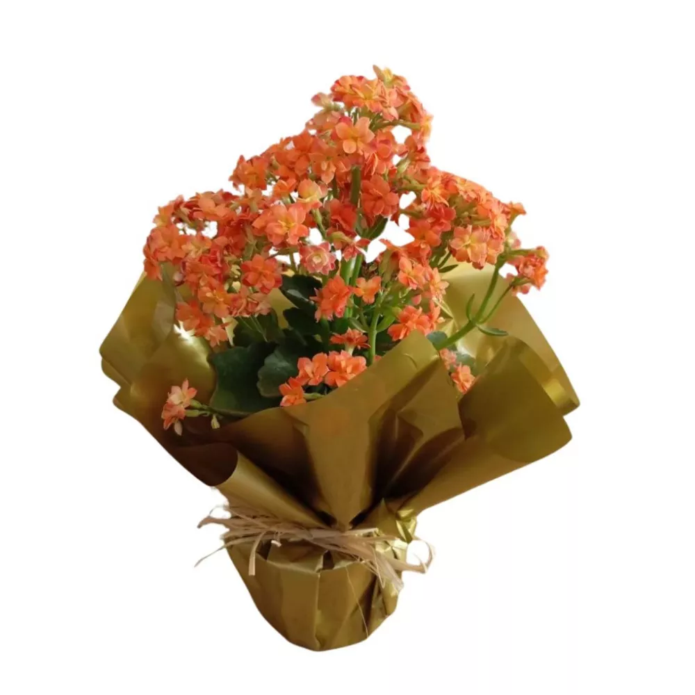 quanto custa uma planta calandiva