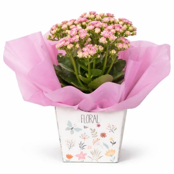 calandiva para presente de aniversário