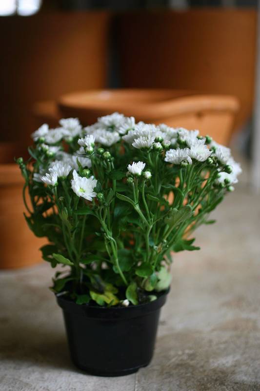 erros comuns ao cuidar de calandiva