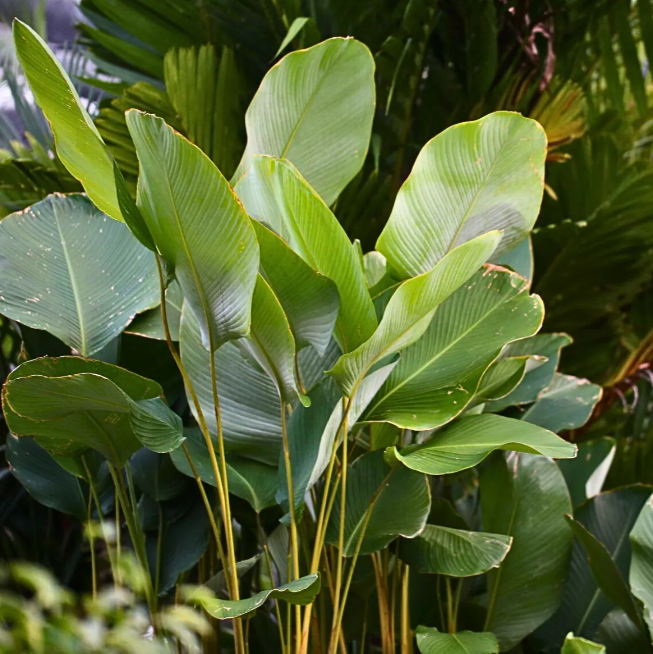 Calathea lutea cuidados