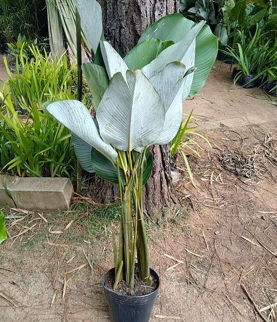 Planta Cigar Calathea