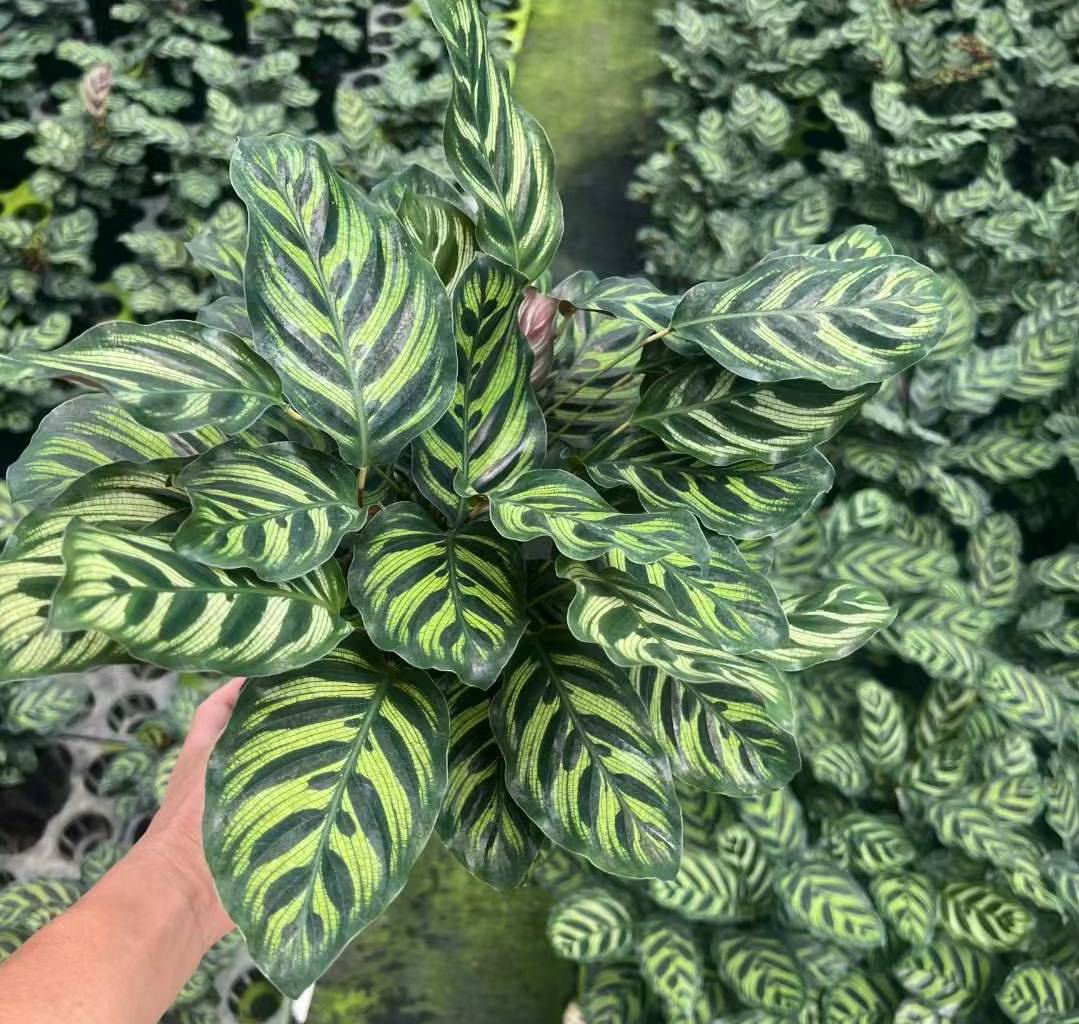 Calathea Orbifolia