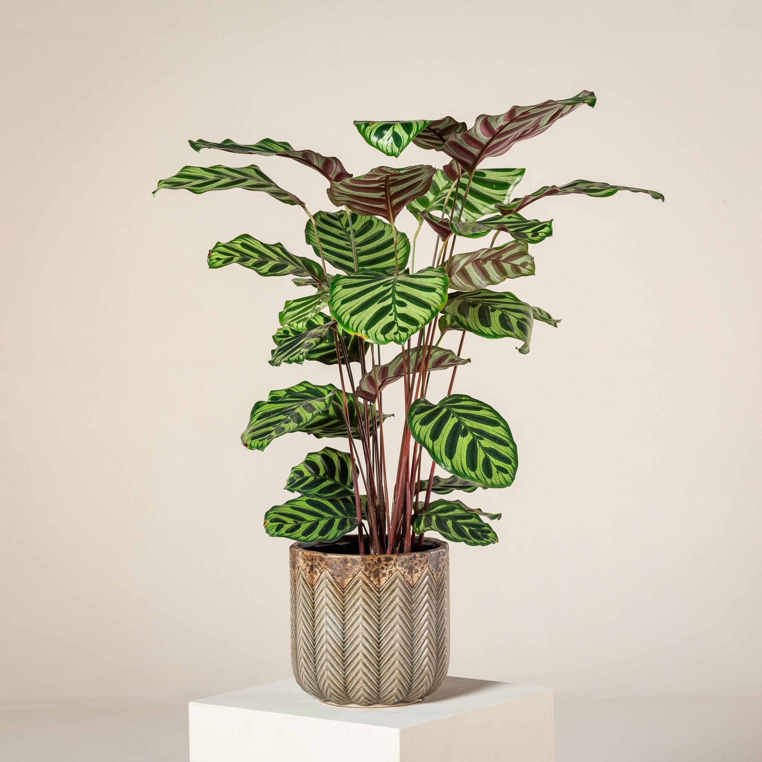 Calathea Rattlesnake