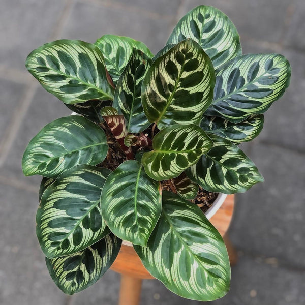 Calathea Lancifolia