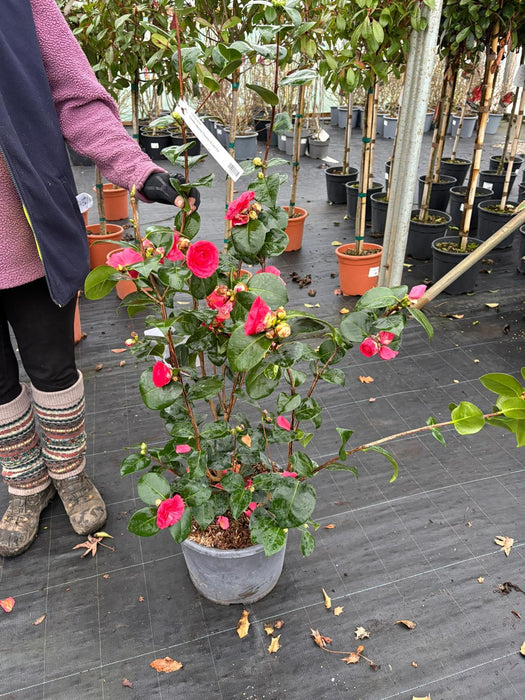 Camellia japonica cuidados