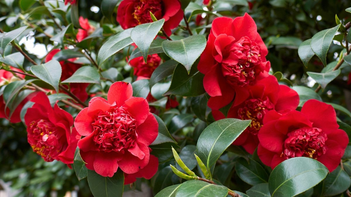 Camellia japonica variedades
