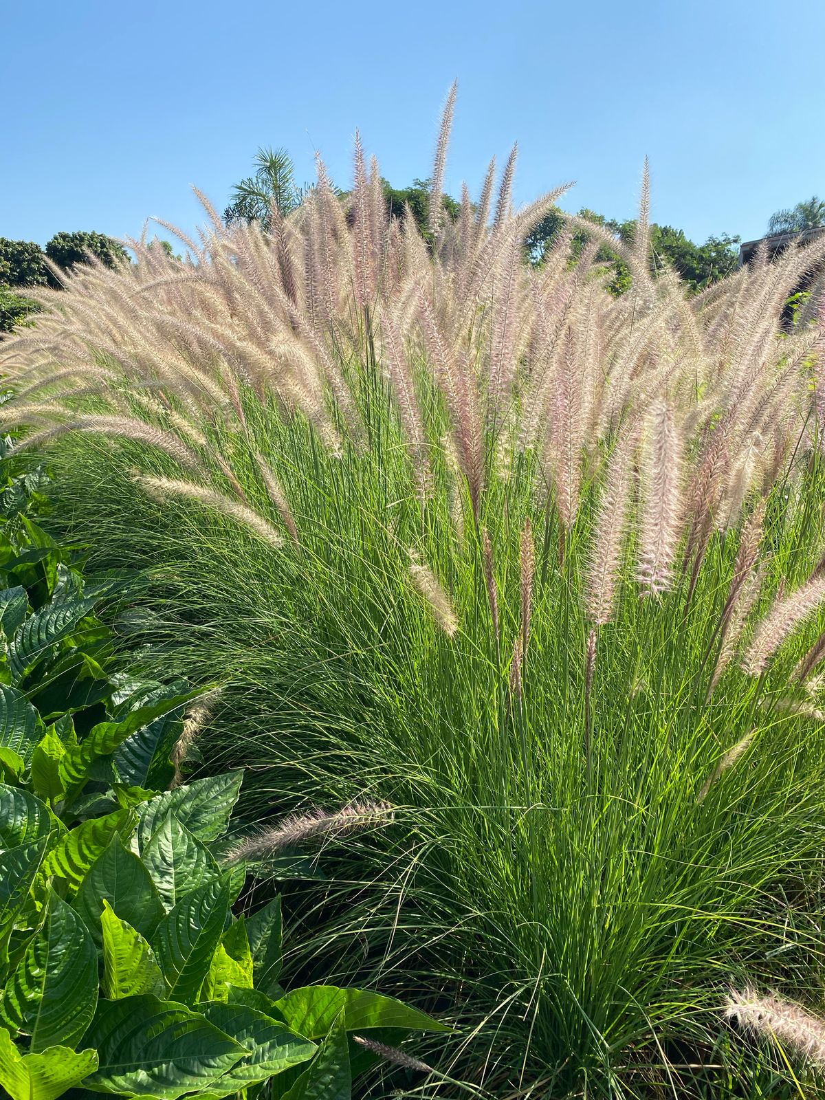 Pennisetum setaceum verde