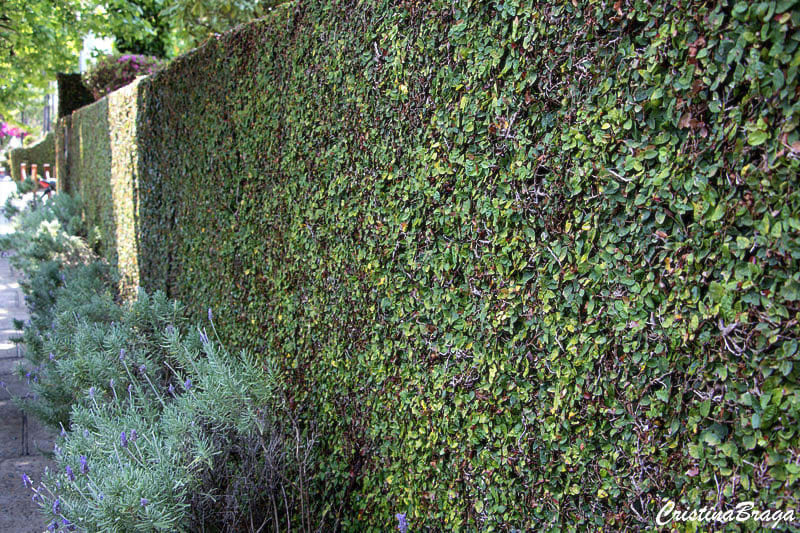 Soluções criativas: cercas vivas em vasos e jardineiras para pequenos espaços