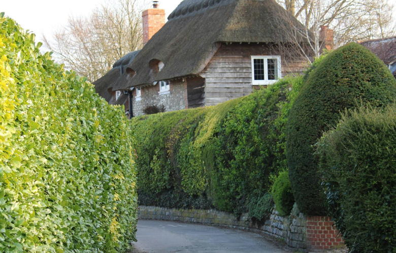 Guia completo de podas para cercas vivas: técnicas e ferramentas