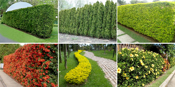 Soluções criativas: cercas vivas em vasos e jardineiras para pequenos espaços