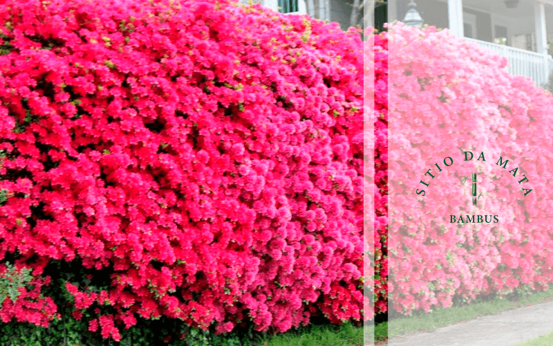 Guia completo de podas para cercas vivas: técnicas e ferramentas