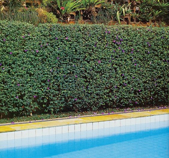 Cercas vivas comestíveis: espécies frutíferas e aromáticas para seu jardim