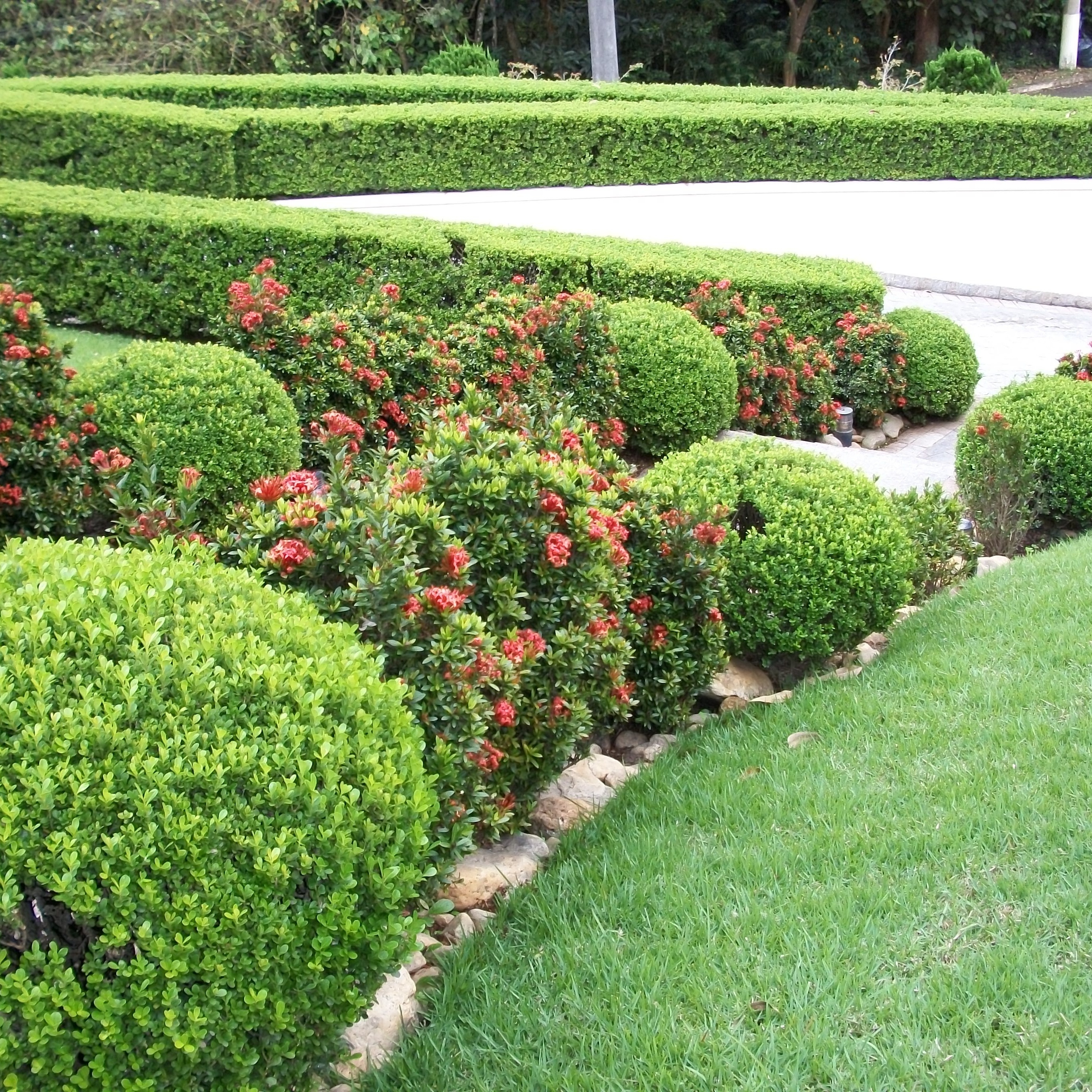 O impacto das cercas vivas na biodiversidade local e atração de fauna