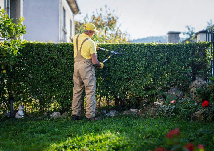 Cercas vivas comestíveis: espécies frutíferas e aromáticas para seu jardim