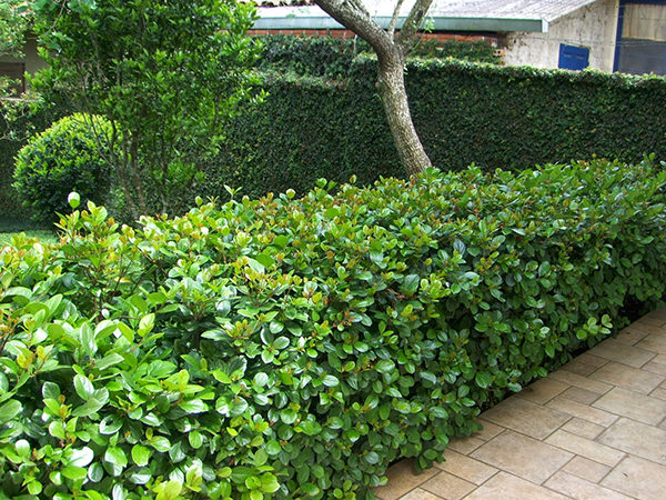 Soluções criativas: cercas vivas em vasos e jardineiras para pequenos espaços