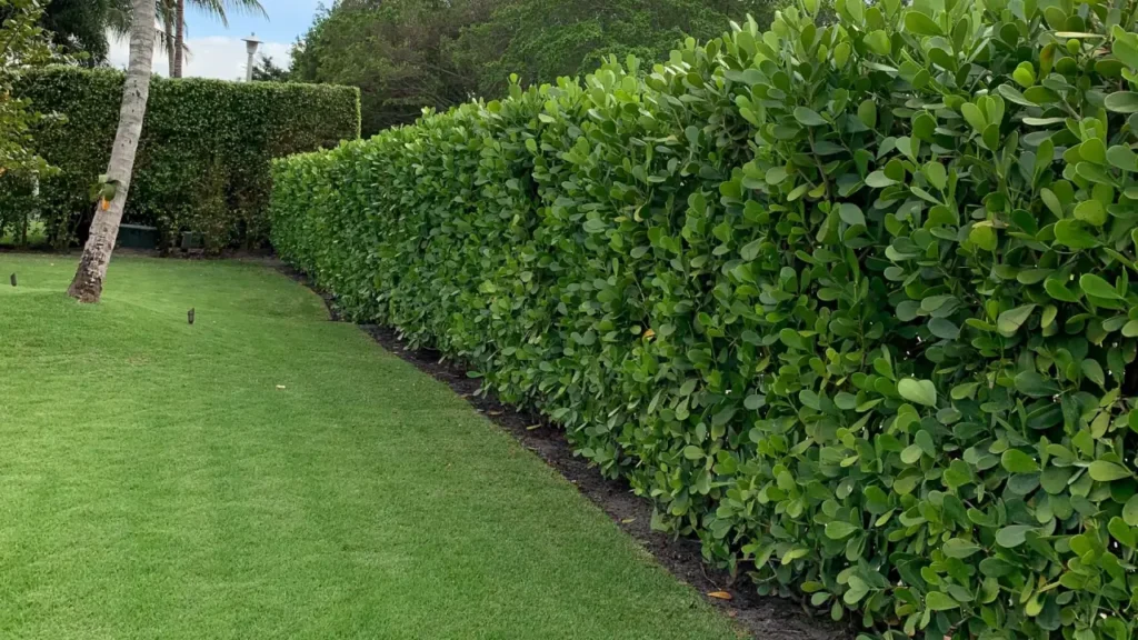 Guia completo de podas para cercas vivas: técnicas e ferramentas