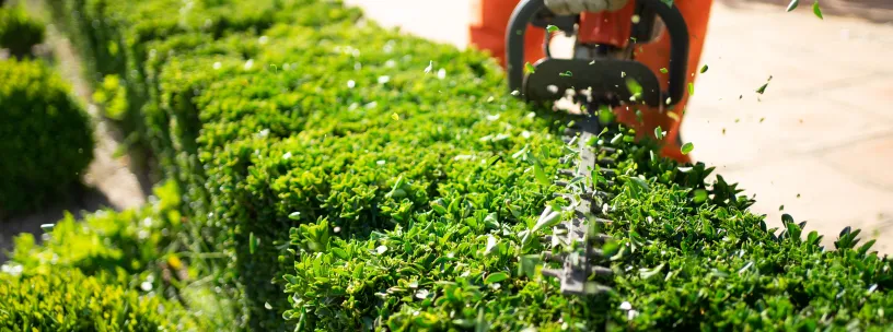 Como escolher a cerca viva ideal para cada tipo de clima no Brasil