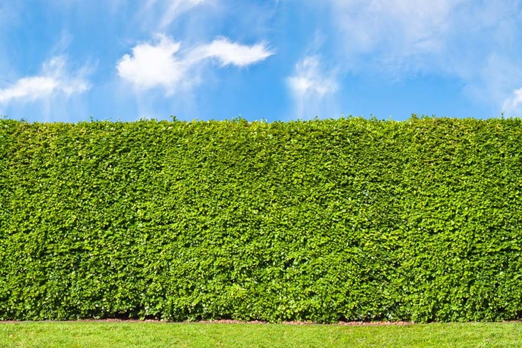 Alternativas à Murta-de-Cheiro para Cerca Viva: Opções Legais e Eficientes