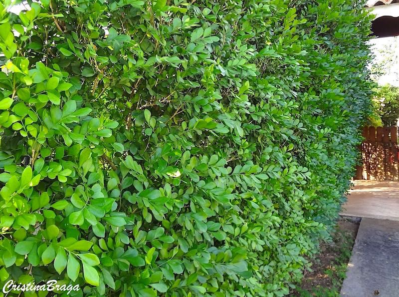 Como Escolher o Solo e Fazer a Rega Correta para Sua Cerca Viva de Murta