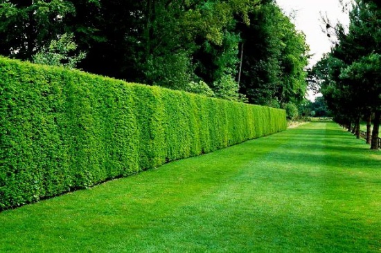 Guia Completo de Podas para Murta-de-Cheiro: Como Manter Sua Cerca Viva Perfeita