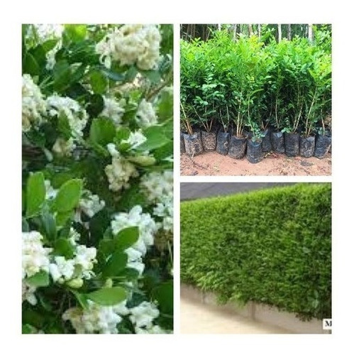 Cerca Viva Rápida: Outras Espécies Além da Murta para Fechamento Veloz