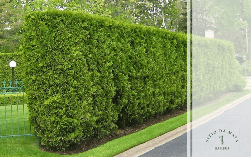 Greening dos Citros: Entenda a Doença e Como Proteger Suas Plantações