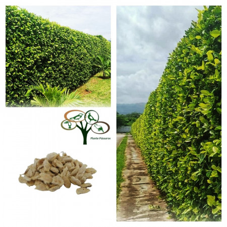 Greening dos Citros: Entenda a Doença e Como Proteger Suas Plantações