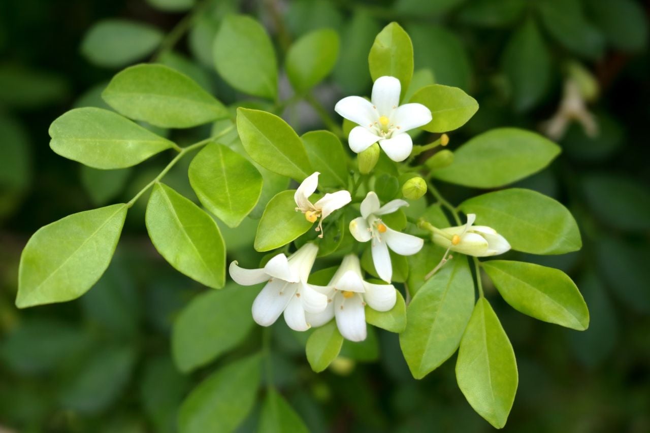 Guia Completo de Podas para Murta-de-Cheiro: Como Manter Sua Cerca Viva Perfeita