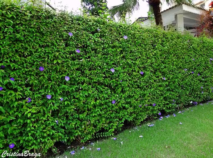 Como Escolher o Solo e Fazer a Rega Correta para Sua Cerca Viva de Murta