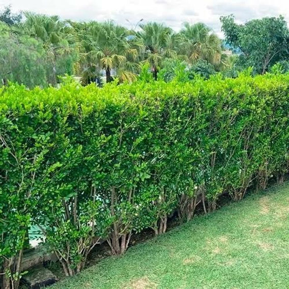 Guia Completo de Podas para Murta-de-Cheiro: Como Manter Sua Cerca Viva Perfeita