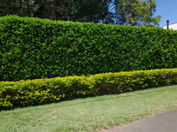 Greening dos Citros: Entenda a Doença e Como Proteger Suas Plantações