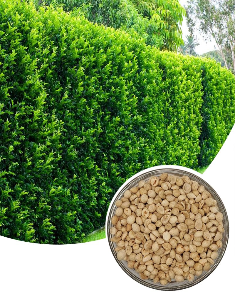 Guia Completo de Podas para Murta-de-Cheiro: Como Manter Sua Cerca Viva Perfeita