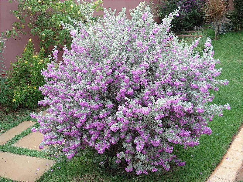 Leucophyllum frutescens cuidados