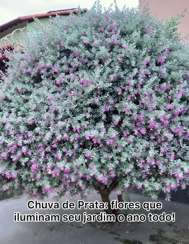 Planta chuva de prata como cuidar